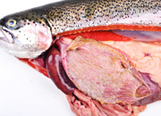Rainbow trout chronic gastritis small