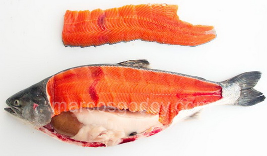 vertebral-compression-fracture-in-coho-salmon-ii