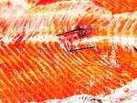 vertebral-compression-fracture-in-coho-salmon-small