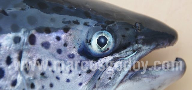 Atlantic salmon cataract III
