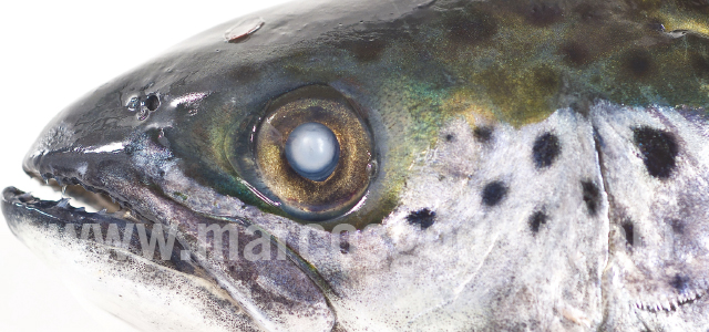 Atlantic salmon cataract VIII