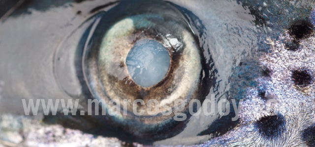 Atlantic salmon cataract X