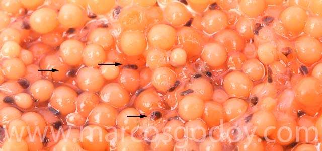 Hipoplasia gonadal salmon coho III