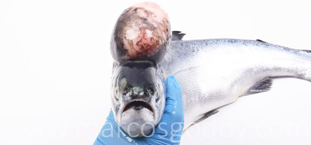 Salmon coho tumor VII