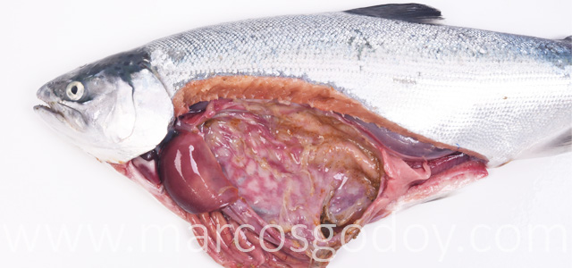 Gastritis coho salmon gross III
