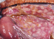 Gastritis coho salmon gross small