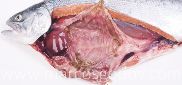Gastritis coho salmon grss I