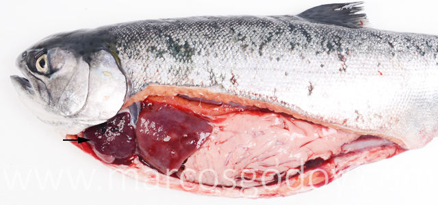 Hipertrofia auricular coho salmon II