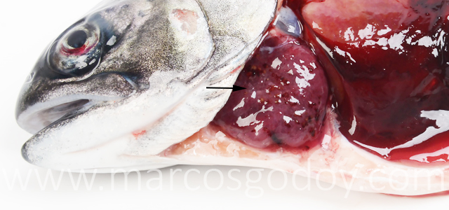 Hipertrofia auricular coho salmon VI