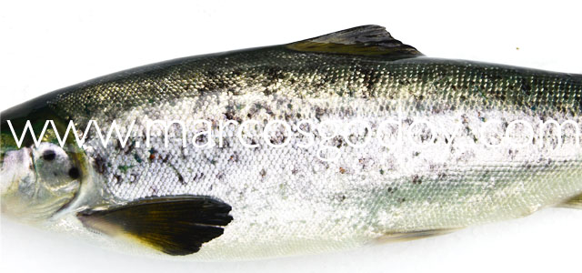 Fin root Atlantic salmon XXVII