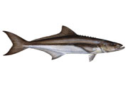 Cobia Pastereullosis small