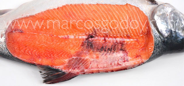 Fractura Salmon coho III