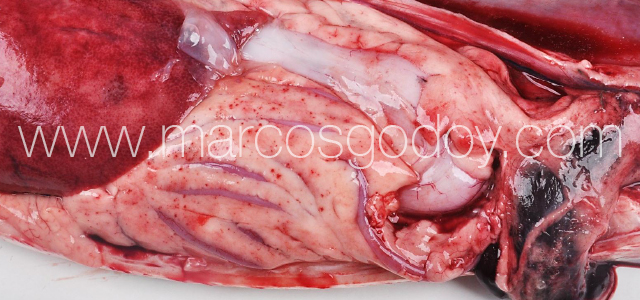 Furunculosis - Gross pathology X