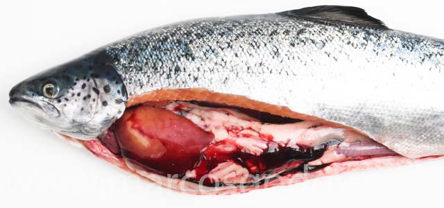 HSMI Atlantic salmon 2021 I
