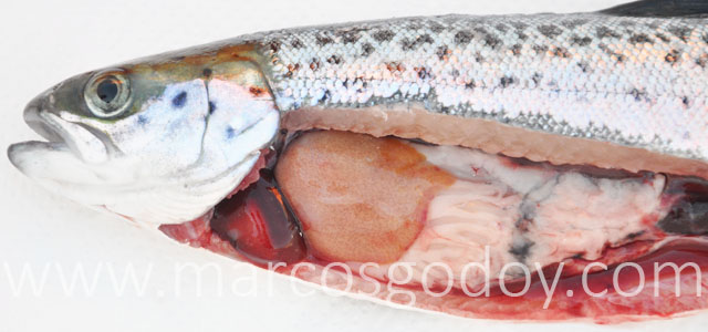 HSMI Salmon del Atlantico V