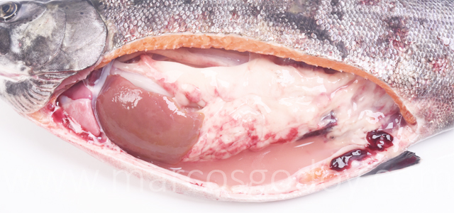 Peritonitis salmon coho IV