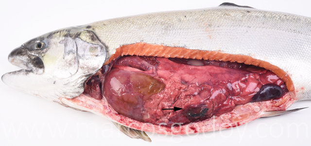 Peritonitis traumatica salmon coho I