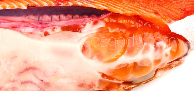Lipidic cyst Coho salmon XVI