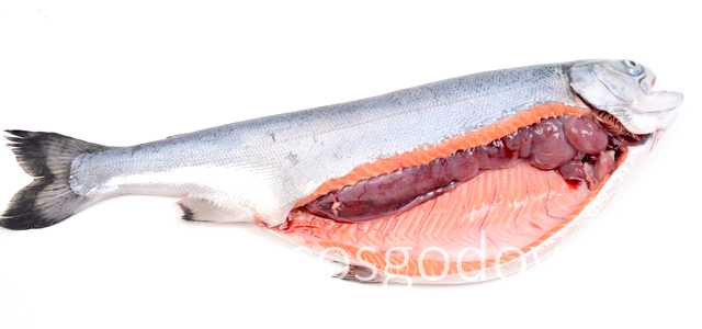 Renomegalia Salmon coho I