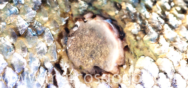 Skin wound II