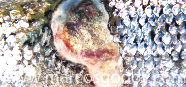 Skin wound VI