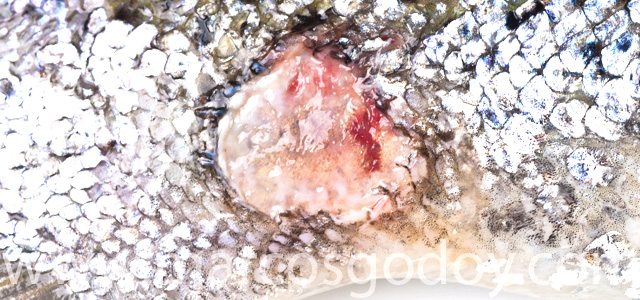 Skin wound VIII