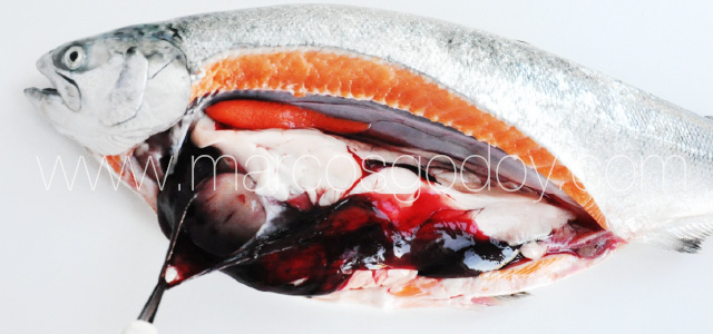 Coho salmon hemorrhage V