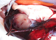 Coho salmon hemorrhage small