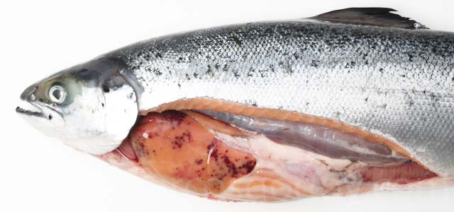 Haemorrhagic smolt syndrom Atlantic salmon III