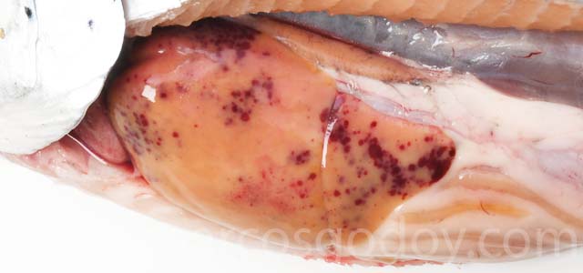 Haemorrhagic smolt syndrom Atlantic salmon IV
