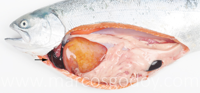 Hemopericardio Salmon coho IV