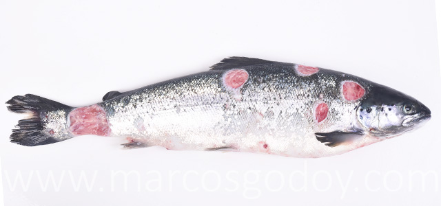 SRS Atlantic salmon Atlantic salmon VI