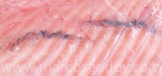 Coho salmon fractura espinas V
