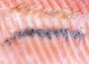 Coho salmon fractura espinas small