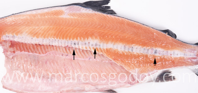 Melanosis vertebral salmon del Atlantico IV