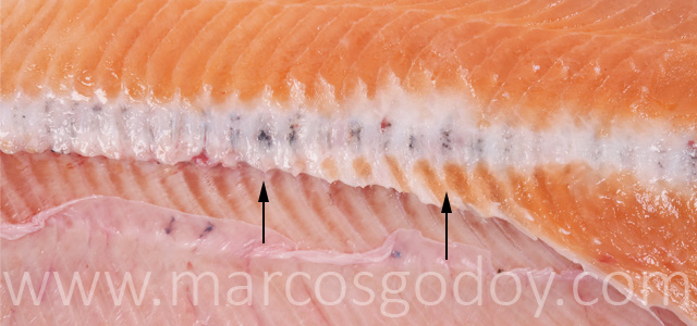 Melanosis vertebral salmon del Atlantico VI