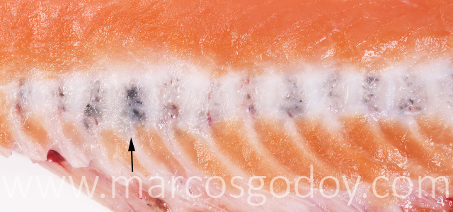 Melanosis vertebral salmon del Atlantico XI