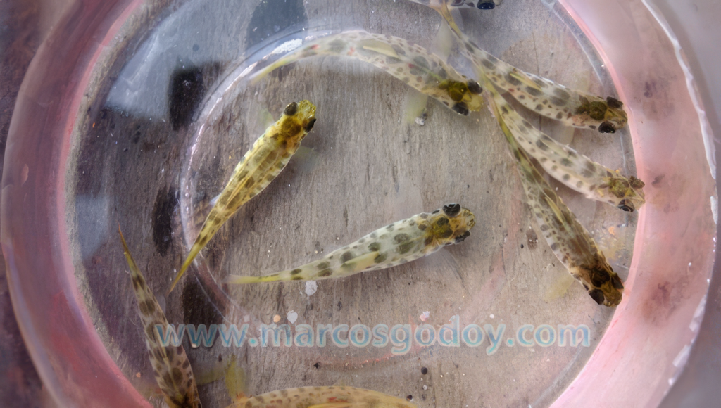 Nefropatía crónica en salmón del Atlántico (Salmo salar) en fase de Agua dulce