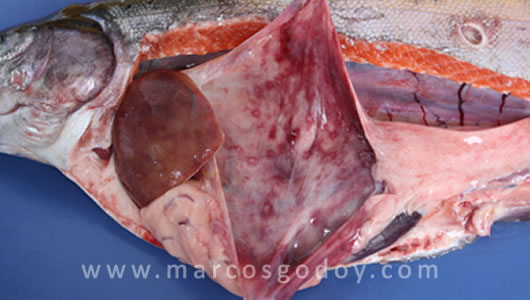 osotomayor_00228