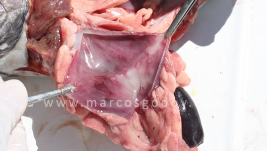 osotomayor_00232