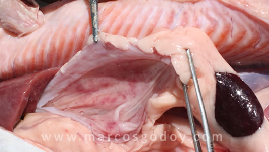 osotomayor_00236