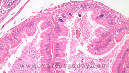 osotomayor_00264