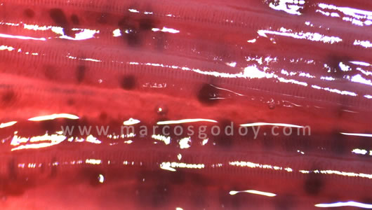 osotomayor_002911