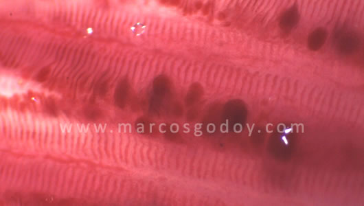 osotomayor_00292