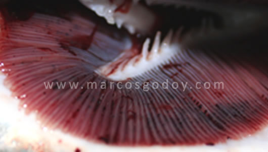 osotomayor_00294