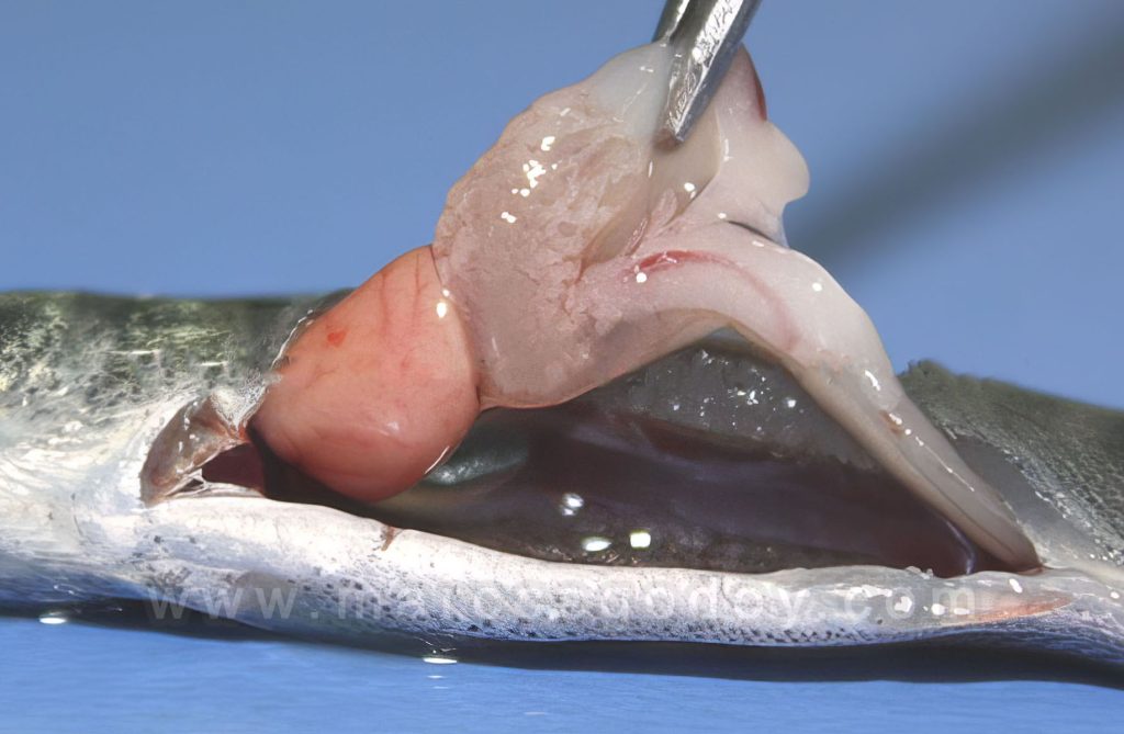 Necrosis Pancreática Infecciosa (IPN) en Salmón Coho (Oncorynchus kisutch) I: Patología Macroscópica