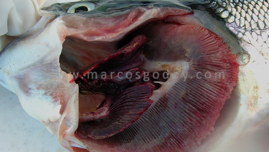 osotomayor_00366