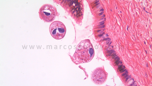 osotomayor_00370