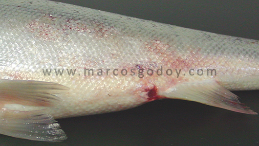 osotomayor_00355