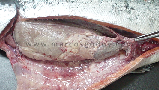 osotomayor_00356
